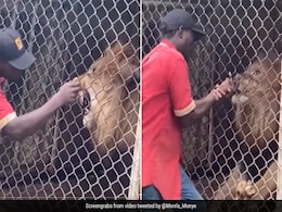 Caught On Camera: Zookeeper Has Finger Bitten Off By Lion After Teasing It Through Cage Caught On Camera: Zookeeper Has Finger Bitten Off By Lion After Teasing It Through Cage