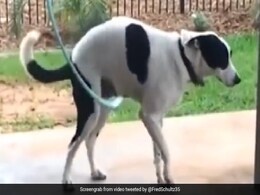 डॉग के इस टैलेंट को देख अच्छे-अच्छों की हो गई हवा टाइट, हूला हूप में 'मास्टर' है Doggy डॉग के इस टैलेंट को देख अच्छे-अच्छों की हो गई हवा टाइट, हूला हूप में 'मास्टर' है Doggy