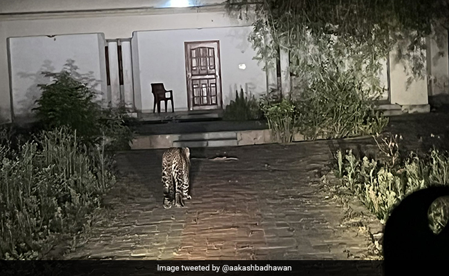 120 साल पुराने गेस्ट हाउस के बाहर घूमता दिखा तेंदुआ, वायरल फोटो देख याद आ जाएगी रस्किन बॉन्ड की कहानी