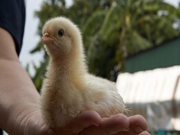 इंसानियत की मिसाल: छत पर फंसे मुर्गी के बच्चों को मां से मिलाते इस शख्स का Video हुआ वायरल इंसानियत की मिसाल: छत पर फंसे मुर्गी के बच्चों को मां से मिलाते इस शख्स का Video हुआ वायरल