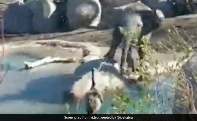 पानी पीते हुए पक्षी को परेशान कर रहा था हाथी का बच्चा, फिर चिड़िया ने जो किया, जानवर को याद आ गई नानी - देखें Video