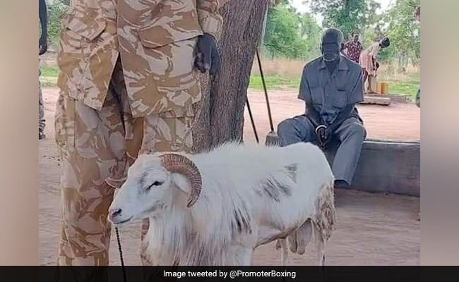 अफ्रीका में महिला की हत्या के मामले में भेड़ को सुनाई गई 3 साल की सज़ा, सींग से मारकर उतारा था मौत के घाट