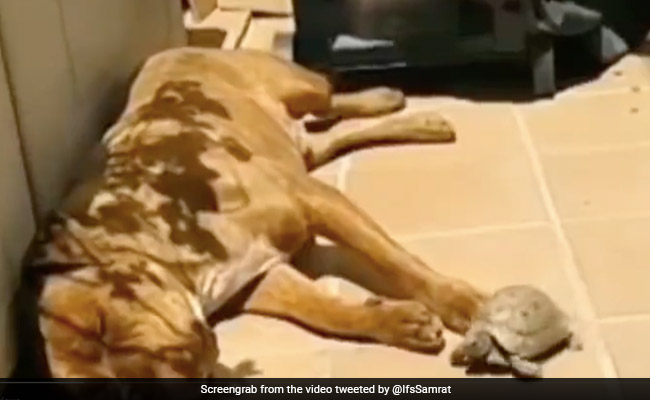 कछुए ने अपनी शरारत से डॉगी की नाक में किया दम, देखें ये मजेदार Video