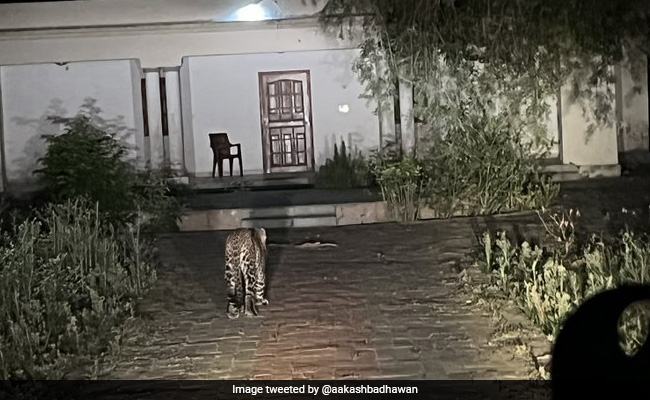 "Like A Ruskin Bond Story": Officer Shares Photo Of Leopard Encounter