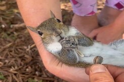 Nothing To See Here, Just Romeo The Squirrel Eating Nothing To See Here, Just Romeo The Squirrel Eating