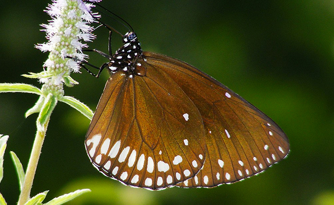 Study Of 70,000 Species Renews Fear Of Sixth Mass Extinction Event