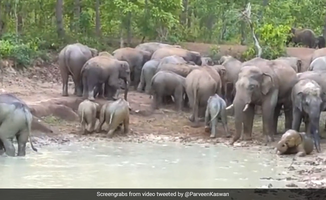Video: Elephants Beat Summer Heat With Muddy Water, Internet Delighted