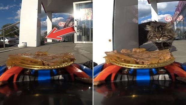 Adorable Stray Cat Gets Food Served On Toy Car, Reddit Goes 'Aww'