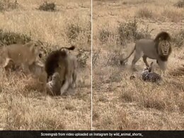 शेर ने तेंदुए पर किया जबरदस्त अटैक, एक ही वार में किया ऐसा बुरा हाल, खतरनाक फाइट देख खड़े हो जाएंगे रोंगटे शेर ने तेंदुए पर किया जबरदस्त अटैक, एक ही वार में किया ऐसा बुरा हाल, खतरनाक फाइट देख खड़े हो जाएंगे रोंगटे