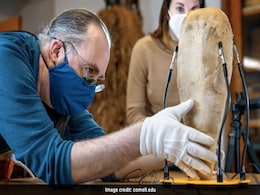 Archaeologists Stunned As Ancient Egyptian Mummy Turns Out To Be 1,500-Year-Old Sacrificial Bird Archaeologists Stunned As Ancient Egyptian Mummy Turns Out To Be 1,500-Year-Old Sacrificial Bird