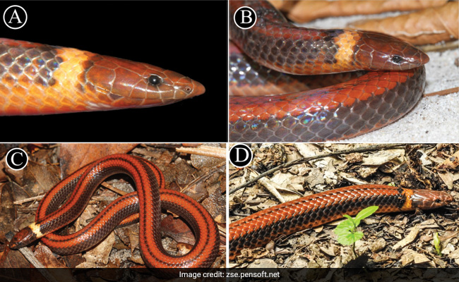 Scientists Discover Beautiful New Species Of Rare Burrowing Snake In Paraguay