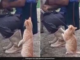 बिल्ली 'मौसी' ने की फ्रेश Cow Milk की डिमांड, सुपर फास्ट डिलीवरी देख भौचक्के रह गए लोग बिल्ली 'मौसी' ने की फ्रेश Cow Milk की डिमांड, सुपर फास्ट डिलीवरी देख भौचक्के रह गए लोग