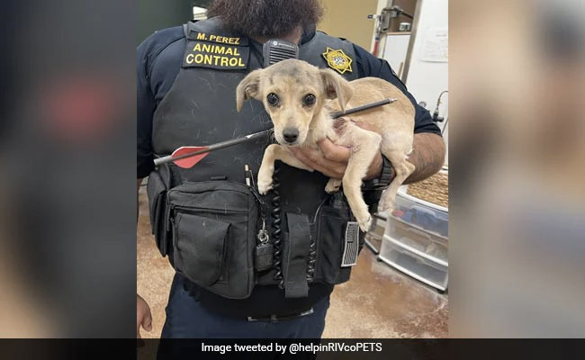 अमेरिका में 4 महीने के Puppy पर हमला, शरीर के आर-पार गया तीर, जो हुआ उसे जानकर कांप जाएगी रूह