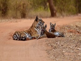Tigress In Madhya Pradesh's Pench Tiger Reserve Gives Birth To 4 Cubs Tigress In Madhya Pradesh's Pench Tiger Reserve Gives Birth To 4 Cubs