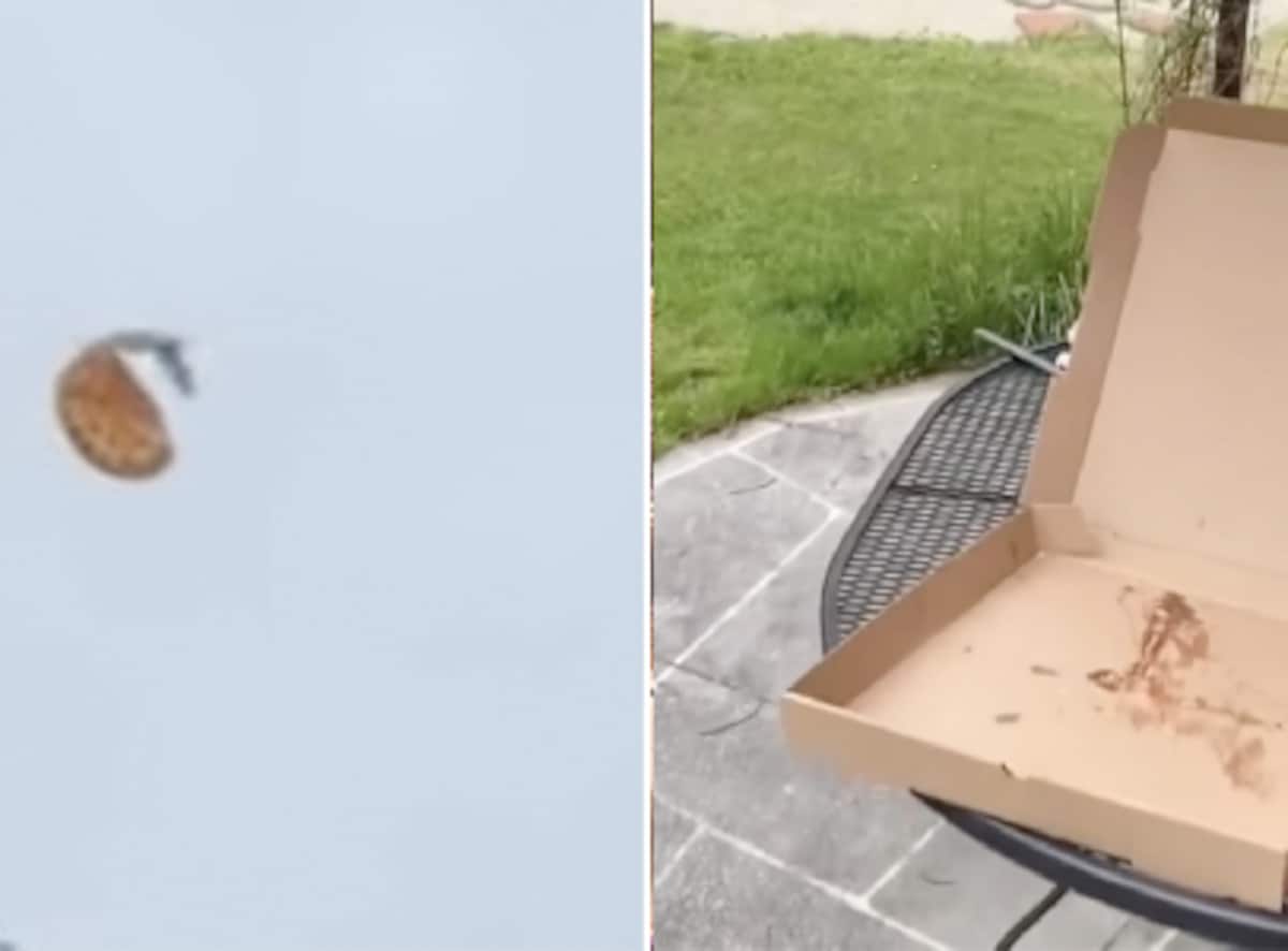 Wait, What? Bird Flies Away With Womans Pizza; Leaves ...