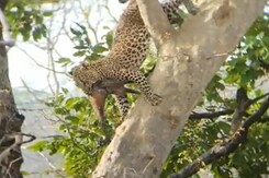 कैमरे में कैद: तेंदुए ने किया बंदर का शिकार कैमरे में कैद: तेंदुए ने किया बंदर का शिकार