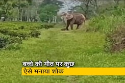 पश्चिम बंगाल : मरे हुए बच्चे के साथ गार्डन से गार्डन घूमती रही हथिनी पश्चिम बंगाल : मरे हुए बच्चे के साथ गार्डन से गार्डन घूमती रही हथिनी