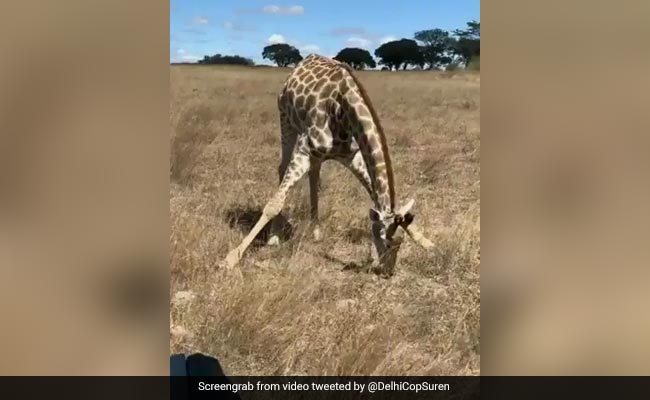 घास खाते-खाते परेड करता है ये जिराफ, वीडियो देख आप अपनी हंसी रोक नहीं पाएंगे