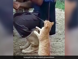 Viral Video: Cat Asks For Fresh Cow's Milk, Man Obliges In Hilarious Way Viral Video: Cat Asks For Fresh Cow's Milk, Man Obliges In Hilarious Way