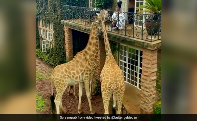 Viral Video: Woman Gives Food To Giraffes From Her Hotel's Balcony