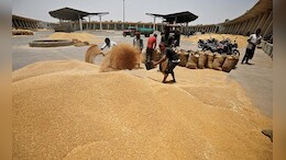Food Corporation To Sell 10 Lakh Ton Of Wheat To Bulk Users To Contain Prices