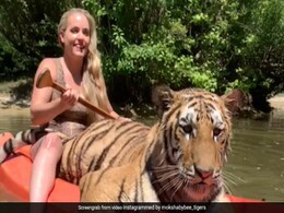 बाघ के साथ नाव पर सैर करती महिला का Video देख आपकी भी हो जाएगी सिट्टी पिट्टी गुम बाघ के साथ नाव पर सैर करती महिला का Video देख आपकी भी हो जाएगी सिट्टी पिट्टी गुम