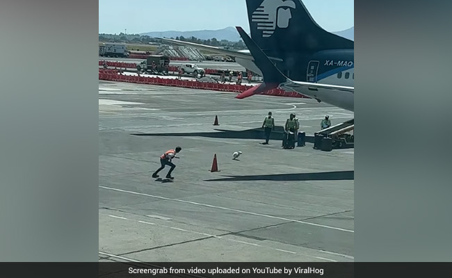 Viral Video: Dog Escapes Baggage Handlers, Runs Wild On Airport Tarmac