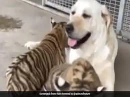बाघिन के बच्चों को पालते डॉग का VIDEO सोशल मीडिया पर जीत रहा लोगों का दिल बाघिन के बच्चों को पालते डॉग का VIDEO सोशल मीडिया पर जीत रहा लोगों का दिल