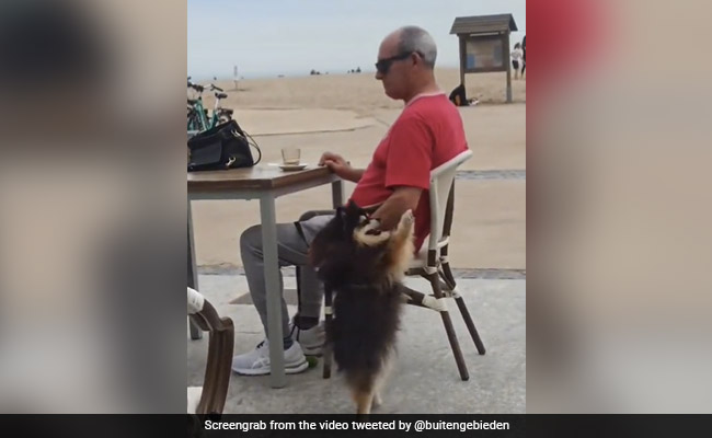 बैंड की धुन पर ऐसा थिरका डॉगी कि वायरल हो गया VIDEO बैंड की धुन पर ऐसा थिरका डॉगी कि वायरल हो गया VIDEO