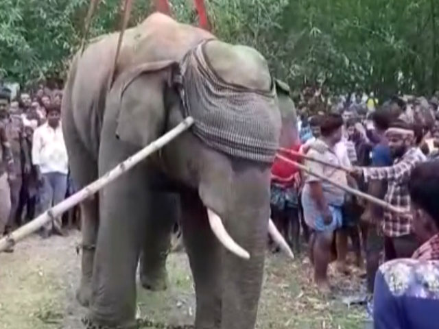 Panic And Chaos As Elephant Enters Village In West Bengal