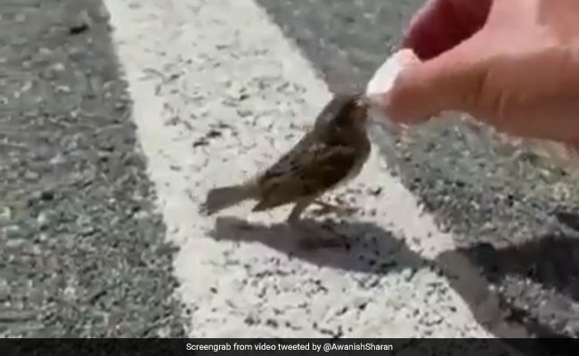Man Offers Water To A Thirsty Bird, Internet Says "This Is Humanity"