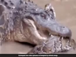 अजगर को मुंह में दबाकर, उसके दो टुकड़े करने की कोशिश कर रहा था मगरमच्छ, फिर हुआ कुछ ऐसा... अजगर को मुंह में दबाकर, उसके दो टुकड़े करने की कोशिश कर रहा था मगरमच्छ, फिर हुआ कुछ ऐसा...