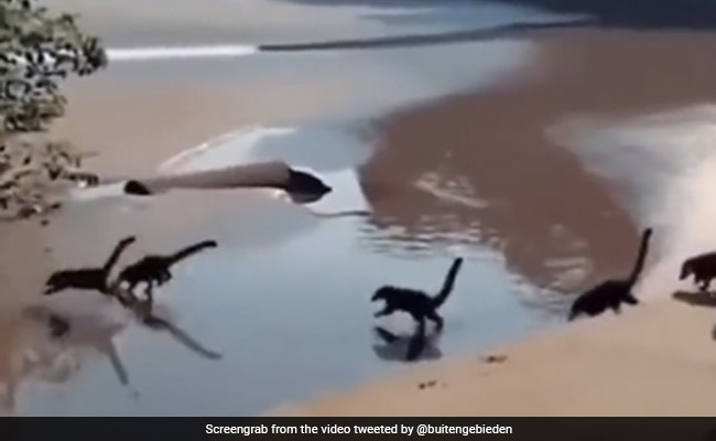 समुद्र के किनारे दौड़ते 'बेबी डायनासोर' को देख लोगों के पैरों तले खिसक गई जमीन, क्या है इस वायरल Video का सच?