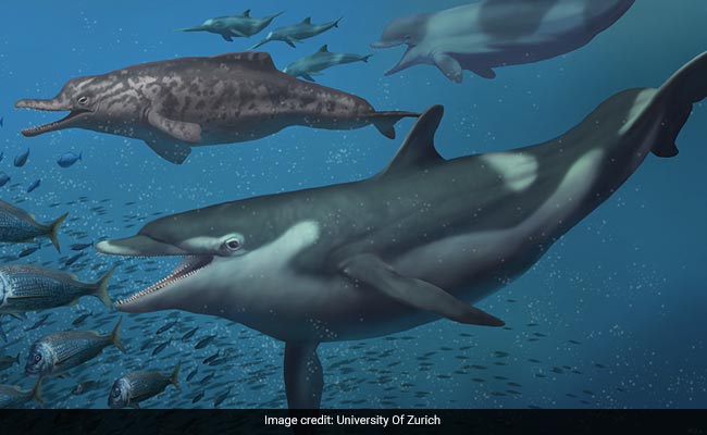 Teeth, Ear Bones Found In Swiss Alps, Experts Say Belong To Prehistoric Dolphins