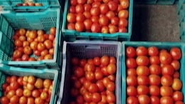 Did You Know: Tomatoes May Help Promote Gut Health - Expert Reveals
