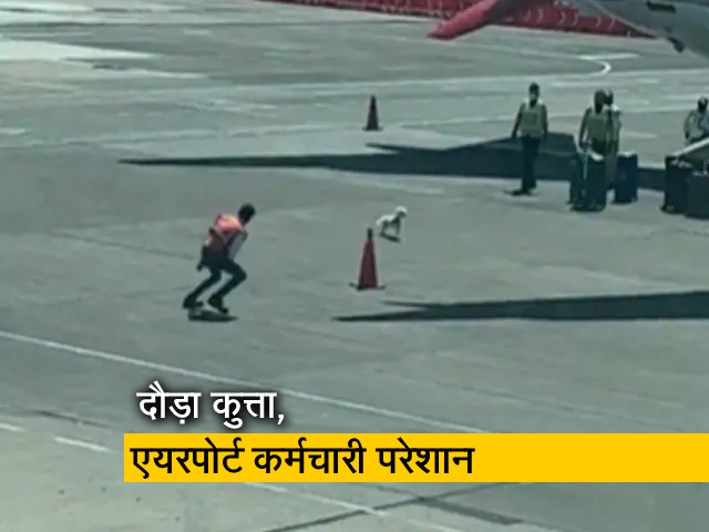 Watch: एयरपोर्ट पर बैगेज हैंडलर से छूटा कुत्ता, पकड़ने के लिए पीछे- पीछे दौड़ते नजर आए कर्मी