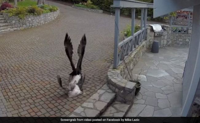 Breastfeeding Mother Rescues Pet Goose from Eagle Attack: "This Is Mom Life"