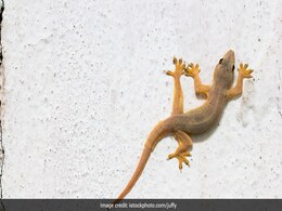 घर में छिपकली देखते ही उछलकर बेड पर चढ़ जाते हैं आप, तो ये ट्रिक अपनाइए फिर कभी नहीं आएंगी lizards घर में छिपकली देखते ही उछलकर बेड पर चढ़ जाते हैं आप, तो ये ट्रिक अपनाइए फिर कभी नहीं आएंगी lizards