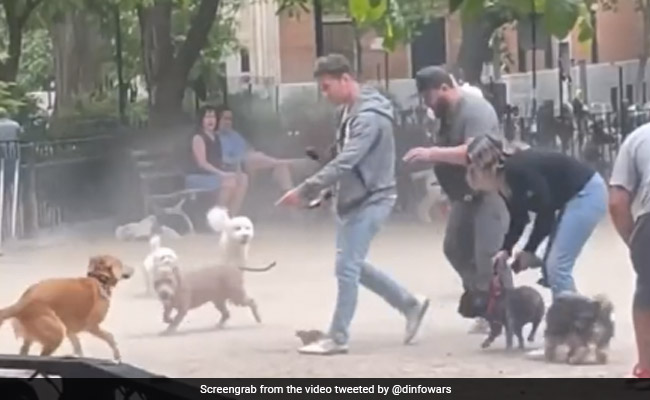 Watch: Owners Try and Keep Dogs At Bay As Rat Causes Chaos At Park In US