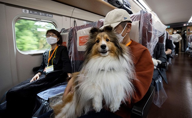 Furry Flurry Anyone? Dogs Ride Japan Bullet Train On A Paw-Some Day Trip