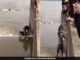 डॉगी की जान बचाने के लिए गहरे पानी में कूदा लड़का, नेकी और बहादुरी के कायल हुए नेटिजन्स डॉगी की जान बचाने के लिए गहरे पानी में कूदा लड़का, नेकी और बहादुरी के कायल हुए नेटिजन्स