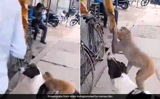 Viral Video: Dog Helps Monkey Steal A Packet Of Chips From Shop