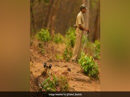 हाथ में प्लास्टिक की लाठी लेकर शेर के सामने डटा रहा सैनिक, तस्वीर देख खड़े हो जाएंगे रोंगटे हाथ में प्लास्टिक की लाठी लेकर शेर के सामने डटा रहा सैनिक, तस्वीर देख खड़े हो जाएंगे रोंगटे