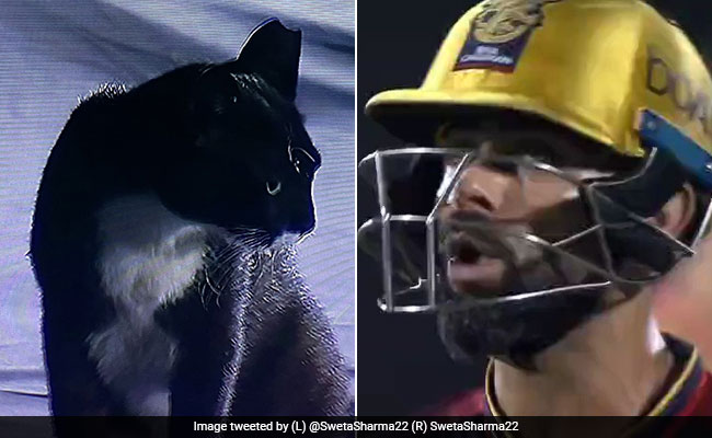 विराट कोहली की खराब फॉर्म के बीच आ गई 'काली बिल्ली', लोगों ने खूब लिए मजे, देखें Video