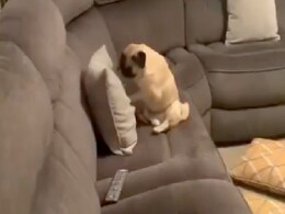 कभी देखा है बॉक्सिंग करता हुआ कुत्ता, डॉगी का अग्रेशन देख लोग बोले- छोटा रॉकी बाल्बोआ कभी देखा है बॉक्सिंग करता हुआ कुत्ता, डॉगी का अग्रेशन देख लोग बोले- छोटा रॉकी बाल्बोआ