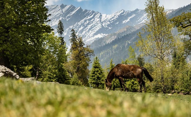 Beat The Summer Heat At Khajjiar, India's Mini Switzerland