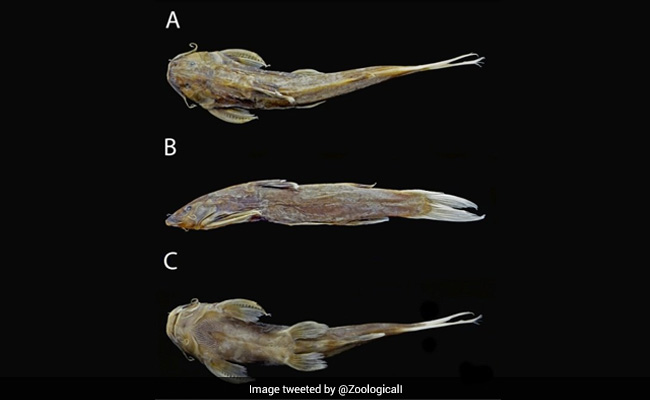 Zoological Survey Of India Discovers New Catfish Species In Myanmar