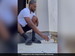 Viral Video: "Best Squirrel Dad" Talks To 2 Furry Friends Viral Video: "Best Squirrel Dad" Talks To 2 Furry Friends
