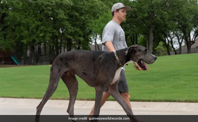 Great Dane Named Zeus Crowned Tallest Dog In The World