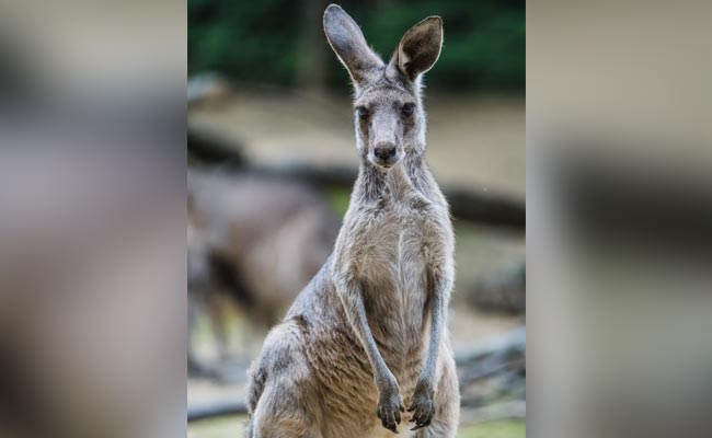 MMA Trainer Spars With Kangaroo To Save His Dog In Australia